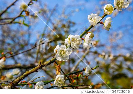 Taiwan Chiayi Meiling Plum Blossom Asia Taiwan Chiayi Plum 54723046