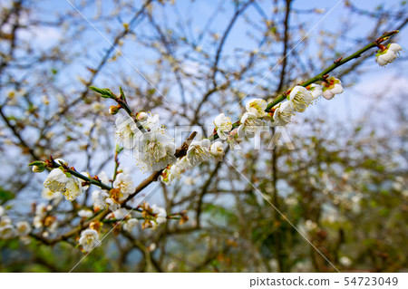 Taiwan Chiayi Meiling Plum Blossom Asia Taiwan Chiayi Plum 54723049