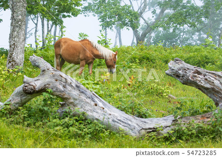 Horse in the Ayagigahara Horse in the Ayagigahara 54723285