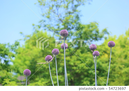 Aurum giganthum花 54723697