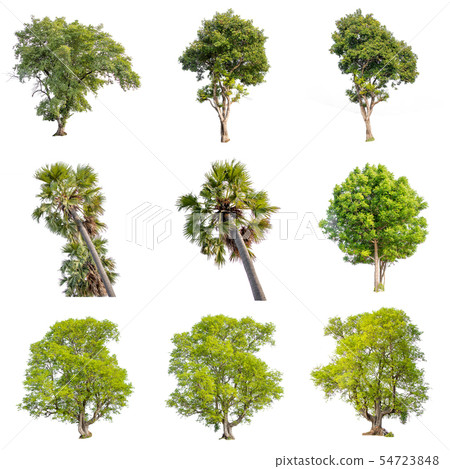 Isolate green tree. 54723848