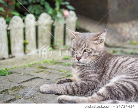 wild cat, closeup portrait with face. wild cat, closeup portrait with face. 54724434