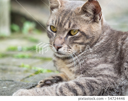wild cat, closeup portrait with face. 54724446