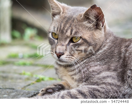 wild cat, closeup portrait with face. wild cat, closeup portrait with face. 54724448