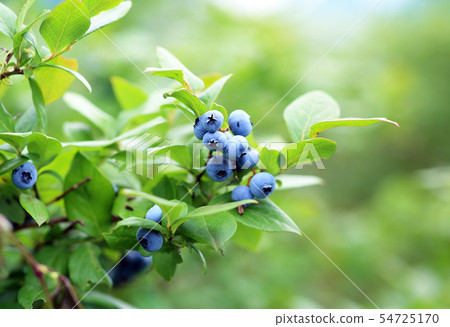 blueberry blueberry 54725170