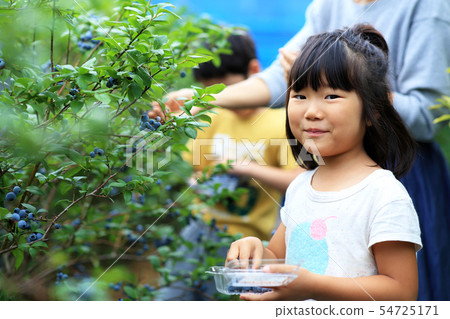 blueberry blueberry 54725171