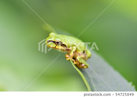 Tree frog Tree frog 54725849