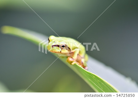 Tree frog Tree frog 54725850
