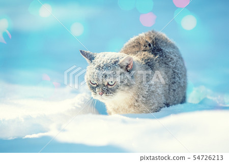Cute Siamese cat walks in deep snow in the garden 54726213