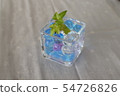 Hedera cultivation case by hydro culture 54726826