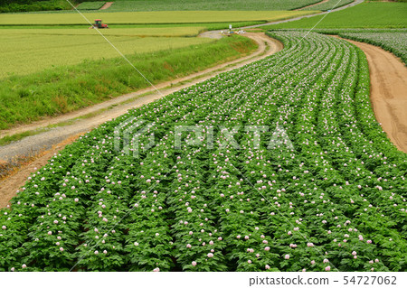 在北海道的Kimobetsu-cho拍攝盛開的馬鈴薯田的夏日風景 54727062