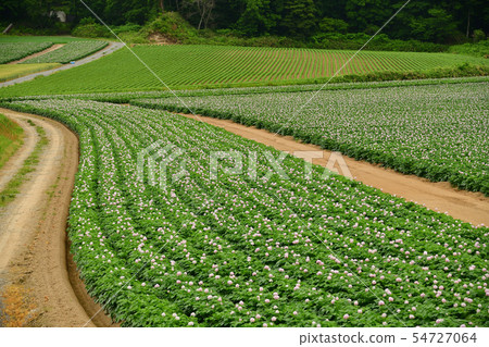 Taking a picture of the summer landscape of a potato field in full bloom in Kimobetsu-cho, Hokkaido 54727064