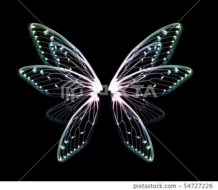 wings of Insect cicada on black bacground wings of Insect cicada on black bacground 54727226