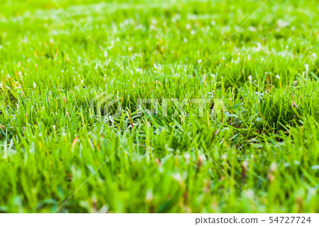 Fresh green grass background, close up 54727724