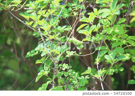 阿克維水果 阿克維水果 54728100