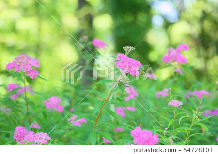 Simopocillium花 54728101