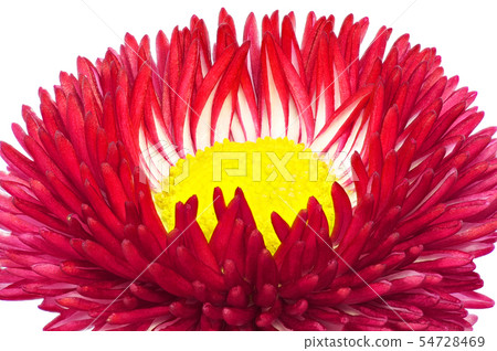 雛菊(深度組成) 雛菊(深度組成) 54728469