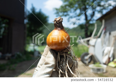 Nerine bulb 54728532