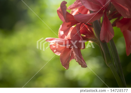 Pink Indian shot flower. 54728577