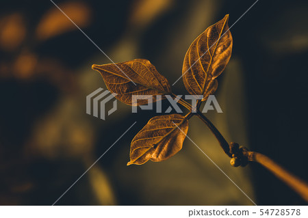 Leaves of Winged bean plant. Leaves of Winged bean plant. 54728578