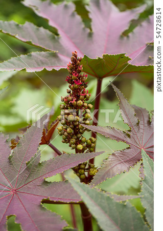 Close up of Castor plant. 54728614