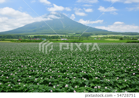 Take a picture of the summer scenery of the flowering potato fields and Mt. Yotei (Ezo Fuji) in Kyogoku-cho, Hokkaido Take a picture of the summer scenery of the flowering potato fields and Mt. Yotei (Ezo Fuji) in Kyogoku-cho, Hokkaido 54728751