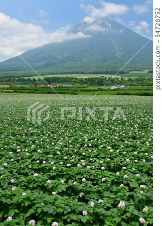 Take a picture of the summer scenery of the flowering potato fields and Mt. Yotei (Ezo Fuji) in Kyogoku-cho, Hokkaido Take a picture of the summer scenery of the flowering potato fields and Mt. Yotei (Ezo Fuji) in Kyogoku-cho, Hokkaido 54728752