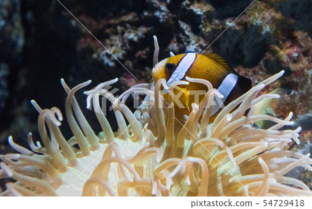 鹹水魚冠魚 鹹水魚冠魚 54729418