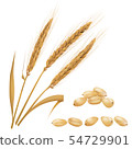 Wheat 54729901
