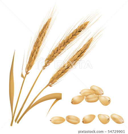 Wheat 54729901