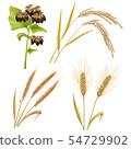 Buckwheat barley rice 54729902
