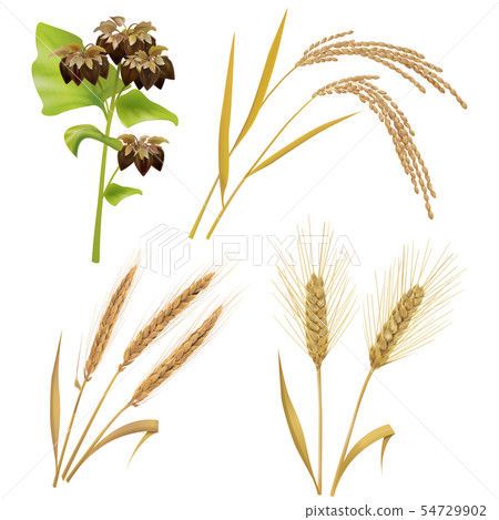 Buckwheat barley rice 54729902