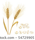 Barley 54729905