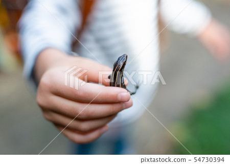 Child who caught a lizard 54730394