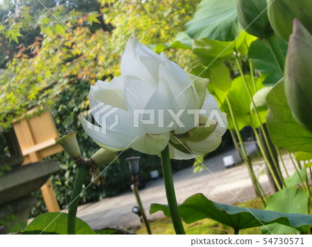 雙頭蓮花 54730571