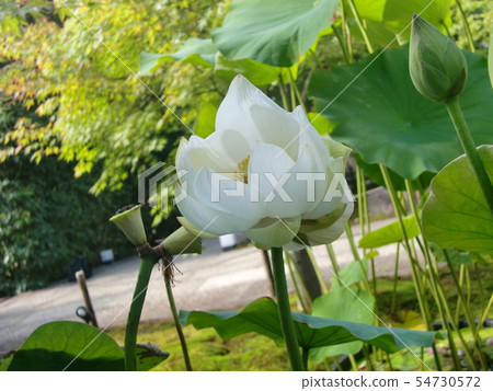 雙頭蓮花 54730572