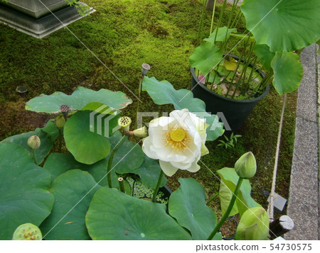 Two-headed lotus 54730575