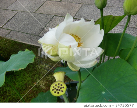 雙頭蓮花 雙頭蓮花 54730577