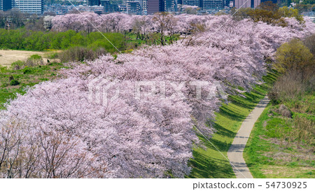 在Kamogawa河公園後面分裂的大壩區的櫻花 54730925