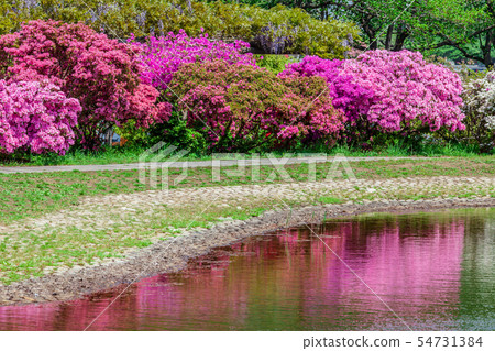 Azalea Tatebayashi City Azalea Oka Park 54731384