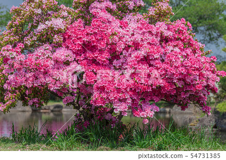 杜鵑花Tatebayashi市杜鵑花奧卡公園 杜鵑花Tatebayashi市杜鵑花奧卡公園 54731385