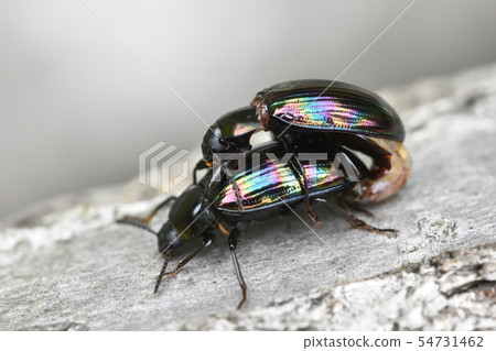 Nagai nigiri 54731462