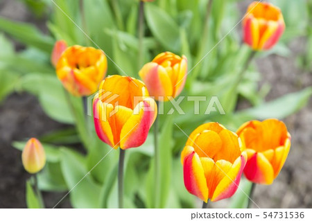 Group of orange tulips in garden Group of orange tulips in garden 54731536