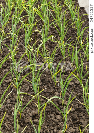 Onion plantation in the vegetable garden 54731537