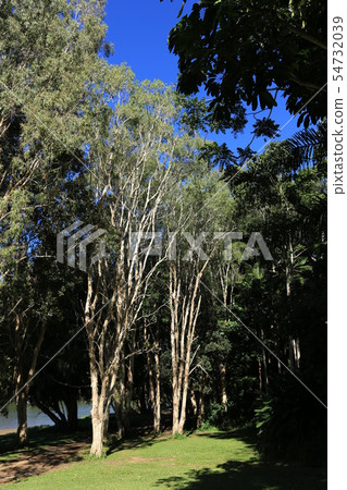 Eucalyptus Eucalyptus 54732039