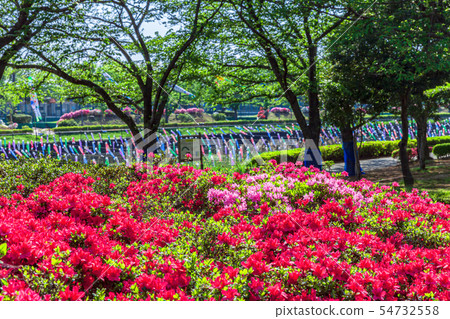 Azalea and carp streamer Tatebayashi City Azalea Oka Park Azalea and carp streamer Tatebayashi City Azalea Oka Park 54732558