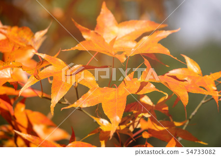 japan beautiful maple leaf travel background maple maple leaf 54733082