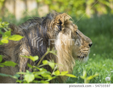 close up portrait in profile of head an Asiatic lion, Panthera leo persica, walking in the grass The 54733597