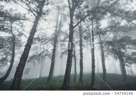 Forest Rain and fog in the forest Forest Rain and fog in the forest 54734149