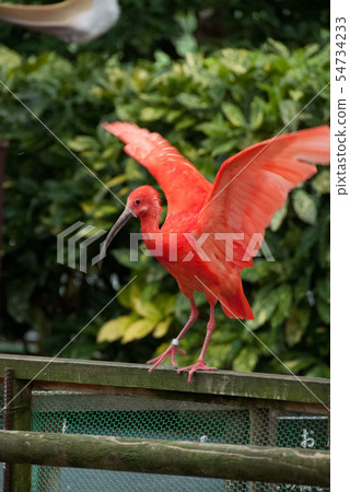 Red Toki Red Toki 54734233